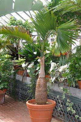 More from the Biltmore. . .