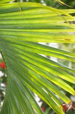 More from the Biltmore. . .