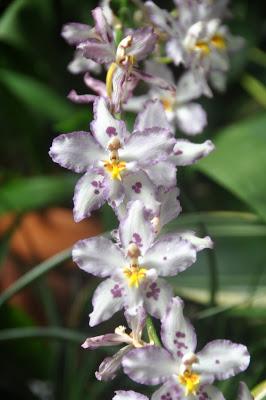 More from the Biltmore. . .