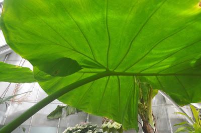 More from the Biltmore. . .