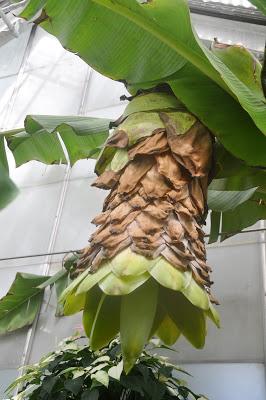 More from the Biltmore. . .