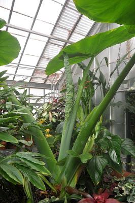 More from the Biltmore. . .