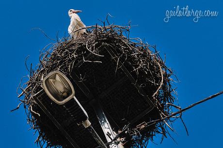 stork in the Alentejo, Portugal