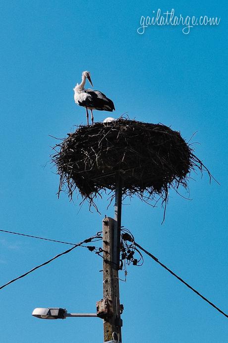 stork in the Alentejo, Portugal