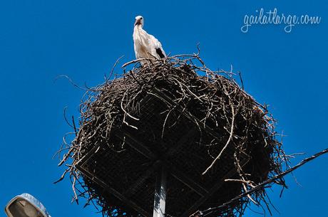 stork in the Alentejo, Portugal