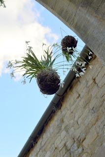 Snowdrop Kokedama