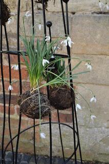 Snowdrop Kokedama