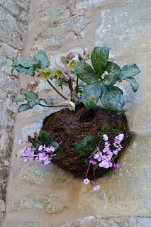 Snowdrop Kokedama