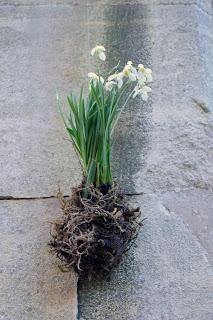 Snowdrop Kokedama