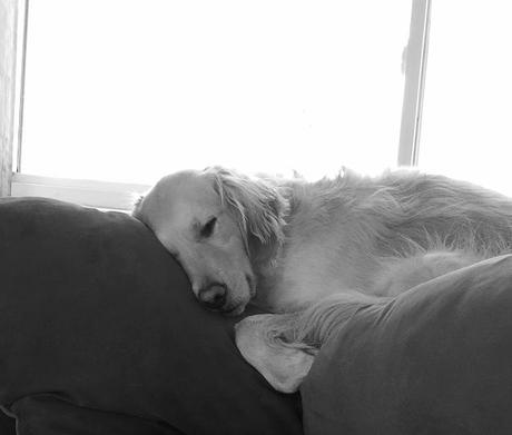 golden retriever sleeping #blackandwhitesunday