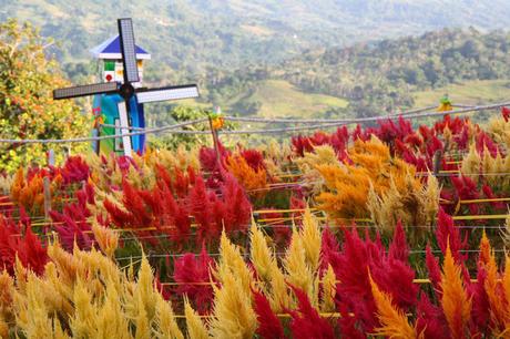 Sirao: Through the Garden, Through the Back Door