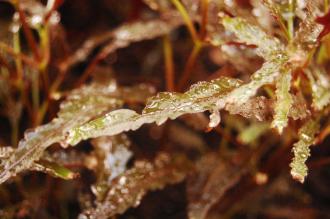 Hemigraphis repanda Leaf (16/01/2016, Kew Gardens, London)