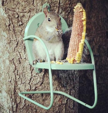 Corn Chair Squirrel Feeder