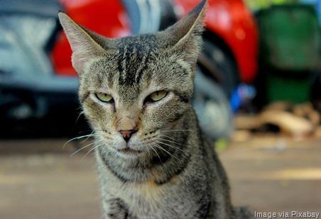 cat-unhappy-face