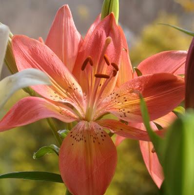 Lovely Lilies