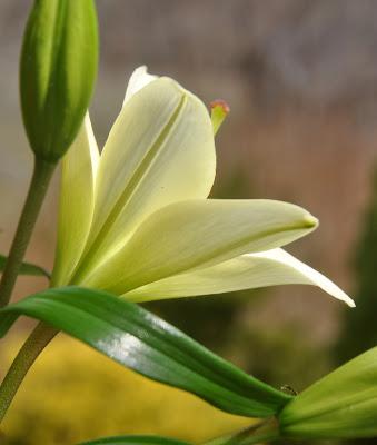 Lovely Lilies