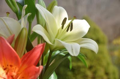 Lovely Lilies