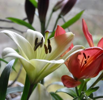 Lovely Lilies