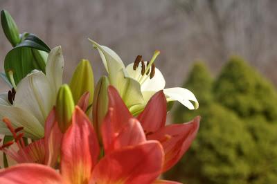 Lovely Lilies