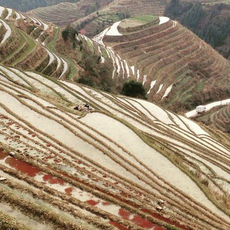 Guilin Rice Terraces