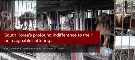 South Korea dog meat industry