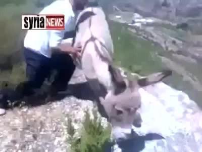 Arab pushes donkey over cliff