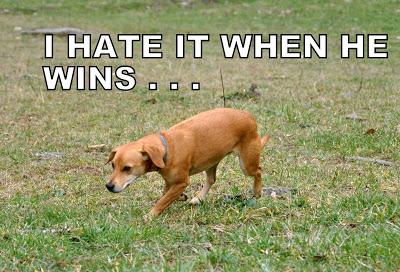 Things Are Going to the Dogs