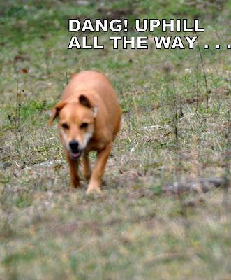 Things Are Going to the Dogs