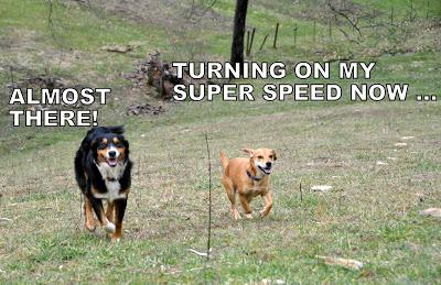 Things Are Going to the Dogs