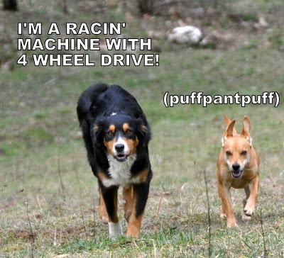 Things Are Going to the Dogs