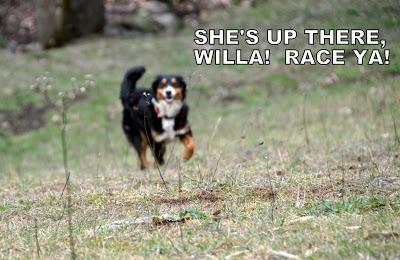 Things Are Going to the Dogs