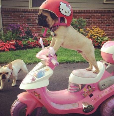 Top 10 Safety First Dogs Using Safety Helmets