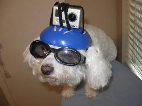 Top 10 Safety First Dogs Using Safety Helmets