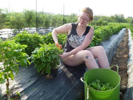 organic farm organic farm