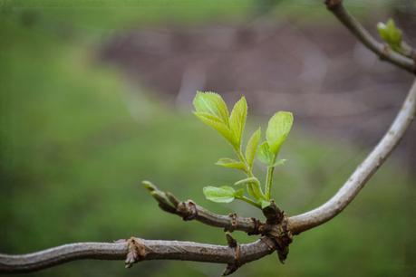 Signs of Spring [Wordless Wednesday]