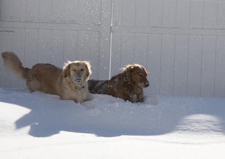 golden retriever dogs in snow #wordlesswednesday