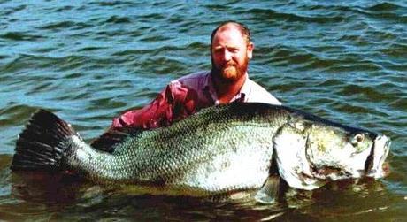 Nile Perch. Paul Goldring Wild Frontiers Uganda 