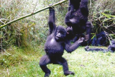 Mountain Gorillas trekking. Diary of a Muzungu