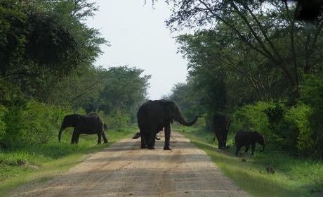 Elephants Maramagambo Forest Queen Elizabeth National Park