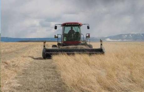 Grassland harvest could conserve resources, benefit farmers, and curb government spending