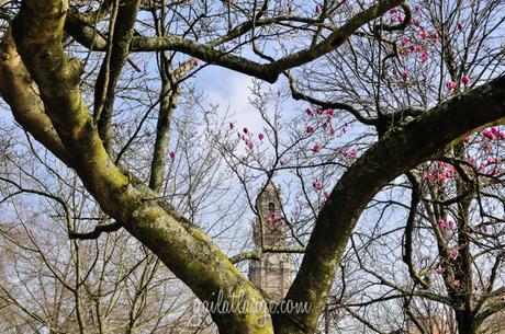 magnolia trees in Cordoaria, Porto