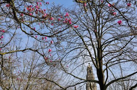 magnolia trees in Cordoaria, Porto