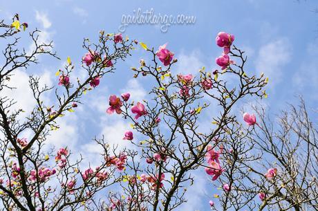 magnolia trees in Cordoaria, Porto