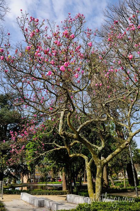 magnolia trees in Cordoaria, Porto