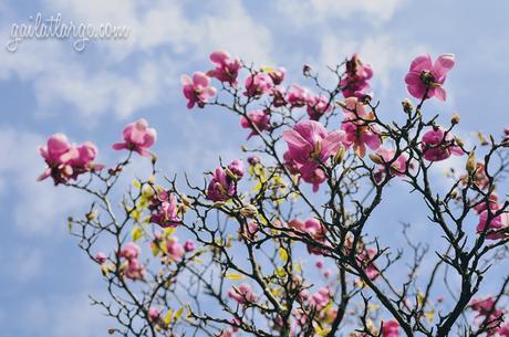 magnolia trees in Cordoaria, Porto