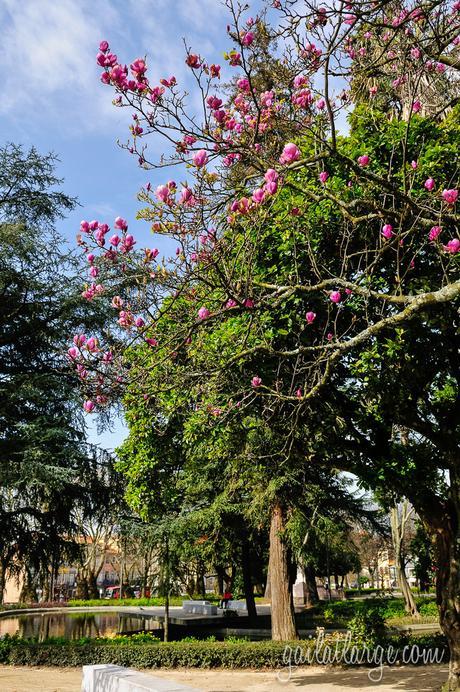 magnolia trees in Cordoaria, Porto