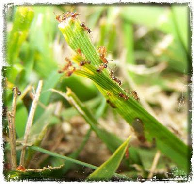 False prophets will be stabbed