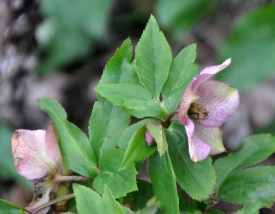 Lilies Inside...Hellebores Outside