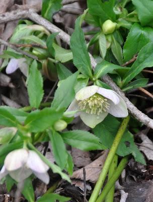 Lilies Inside...Hellebores Outside