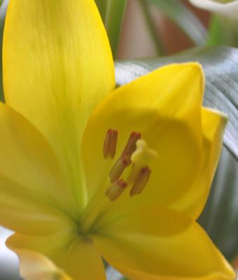 Lilies Inside...Hellebores Outside